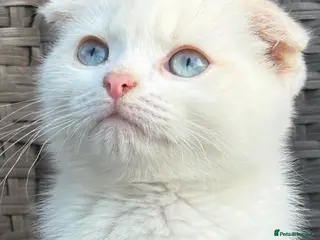 Scottish Fold cats Scottish fold kittens boy - Advert 1
