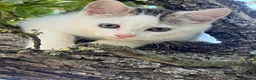 Mixed Breed cats for sale: Fluffy white and tabby super friendly kittens  in Rugby - Advert 7