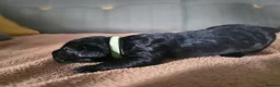Cane Corso dogs for sale: 4 Stunning Cane Corso Big Boys!!! - Advert 19