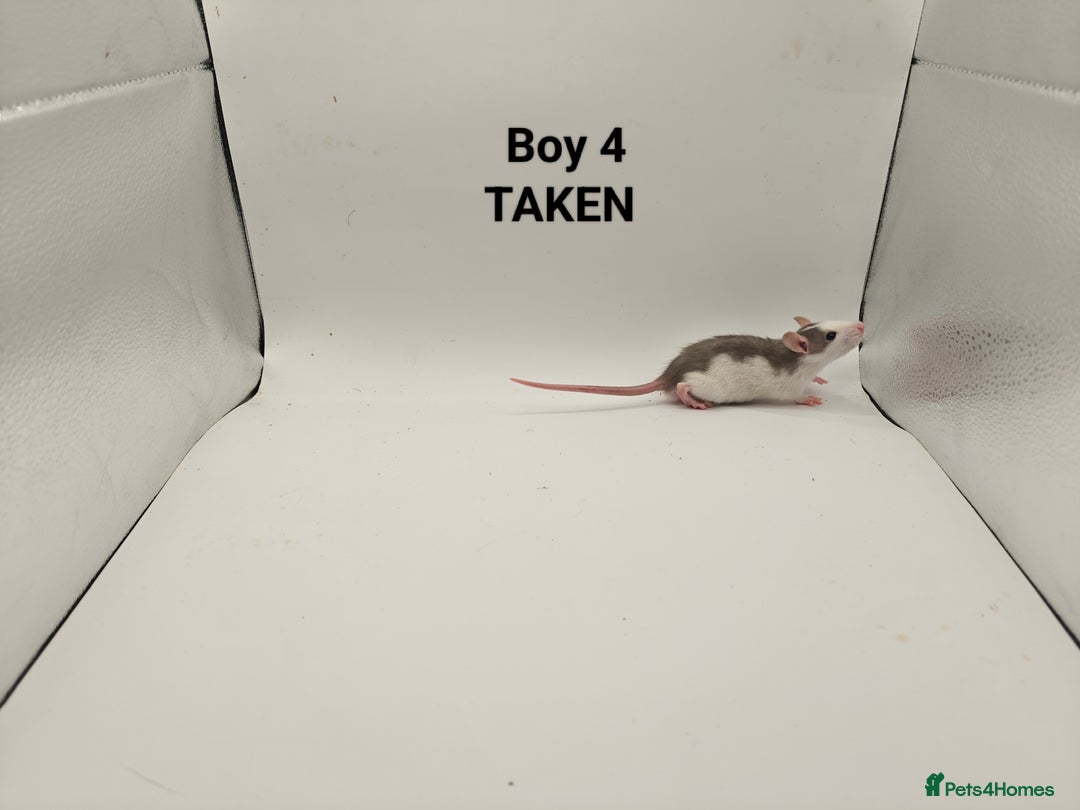 Rat rodents for sale: DEC: 24 Rats (5 Rats: 3 Boys & 2 Girls Left) - Advert 4