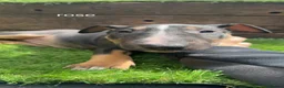 English Bull Terrier dogs for sale: 4 BEAUTIFUL ENGLISH BULLS - Advert 18
