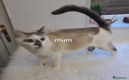 Siamese cats for sale: Bi colour blue and white kittens - Image 38