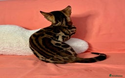 Bengal cats for sale: 🐾Purebred BENGAL Kittens🐾  - Image 10