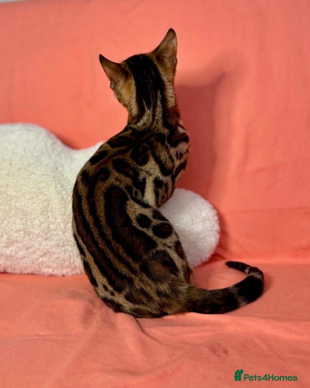 Bengal cats for sale: 🐾Purebred BENGAL Kittens🐾  - Image 10