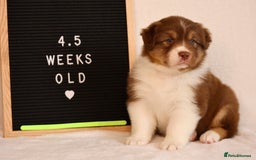 Australian Shepherd dogs for sale: KC Australian Shepherd Puppies  - Image 16