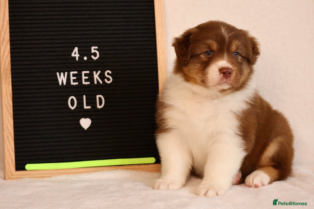 Australian Shepherd dogs for sale: KC Australian Shepherd Puppies  - Image 16