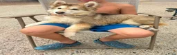German Shepherd dogs for sale: Beautiful German shepherd puppy for sale  in Sidcup - Advert 4