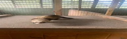 Ferret rodents for sale: Micro hob ferret forsale in Bromyard - Advert 4