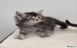 Maine Coon cats for sale: GCCF Pedigree Maine Coon Kittens for sale - Image 37