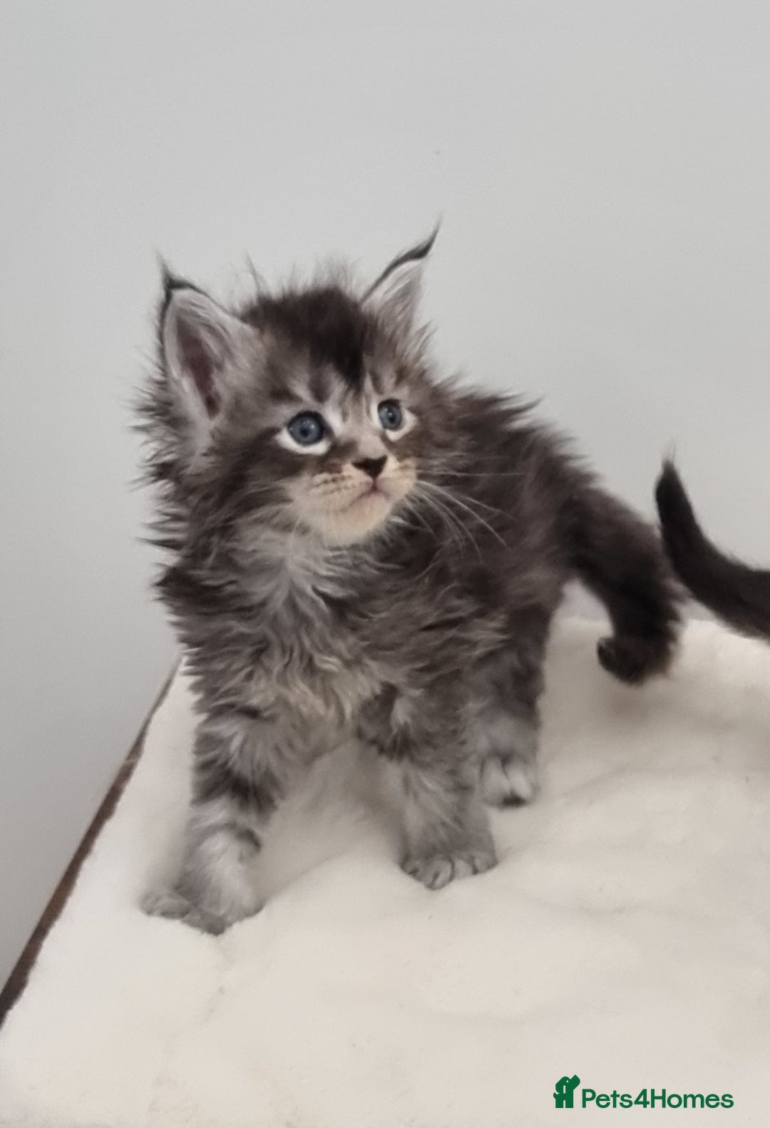 Maine Coon cats for sale: GCCF Pedigree Maine Coon Kittens for sale - Image 37