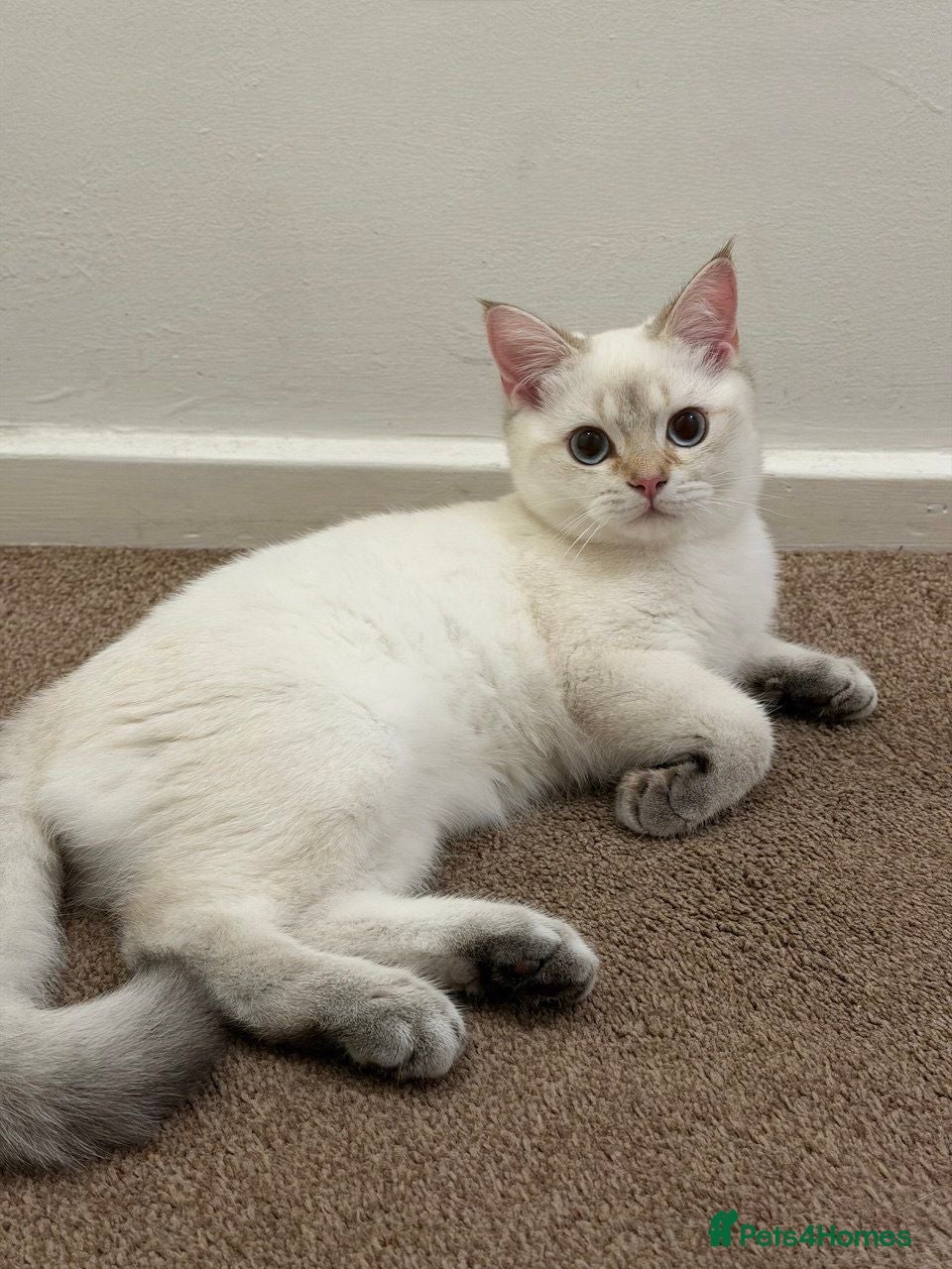 British Longhair cats  BRITISH SHORT HAIR WHITE COLOR POINT - Advert 14