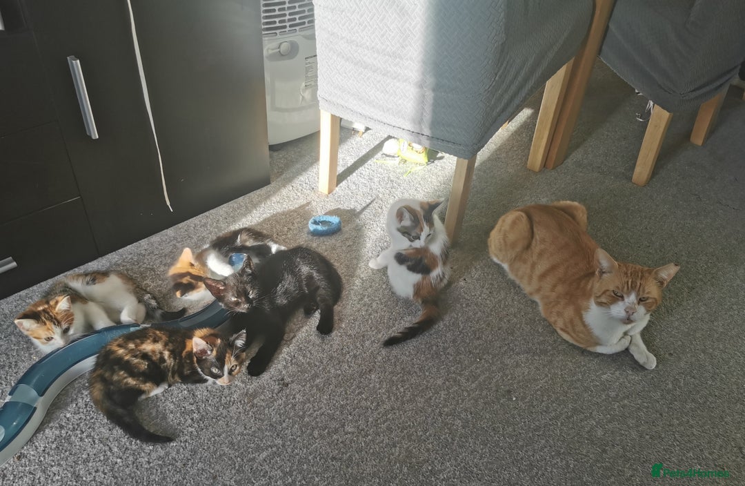 Mixed Breed cats for sale: Fluffy calico kittens - Image 6