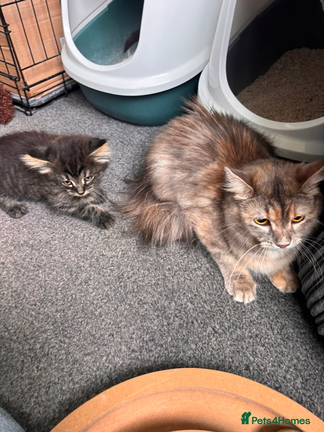 Mixed Breed cats for sale: Kittens long haired half ragdoll  - Advert 1