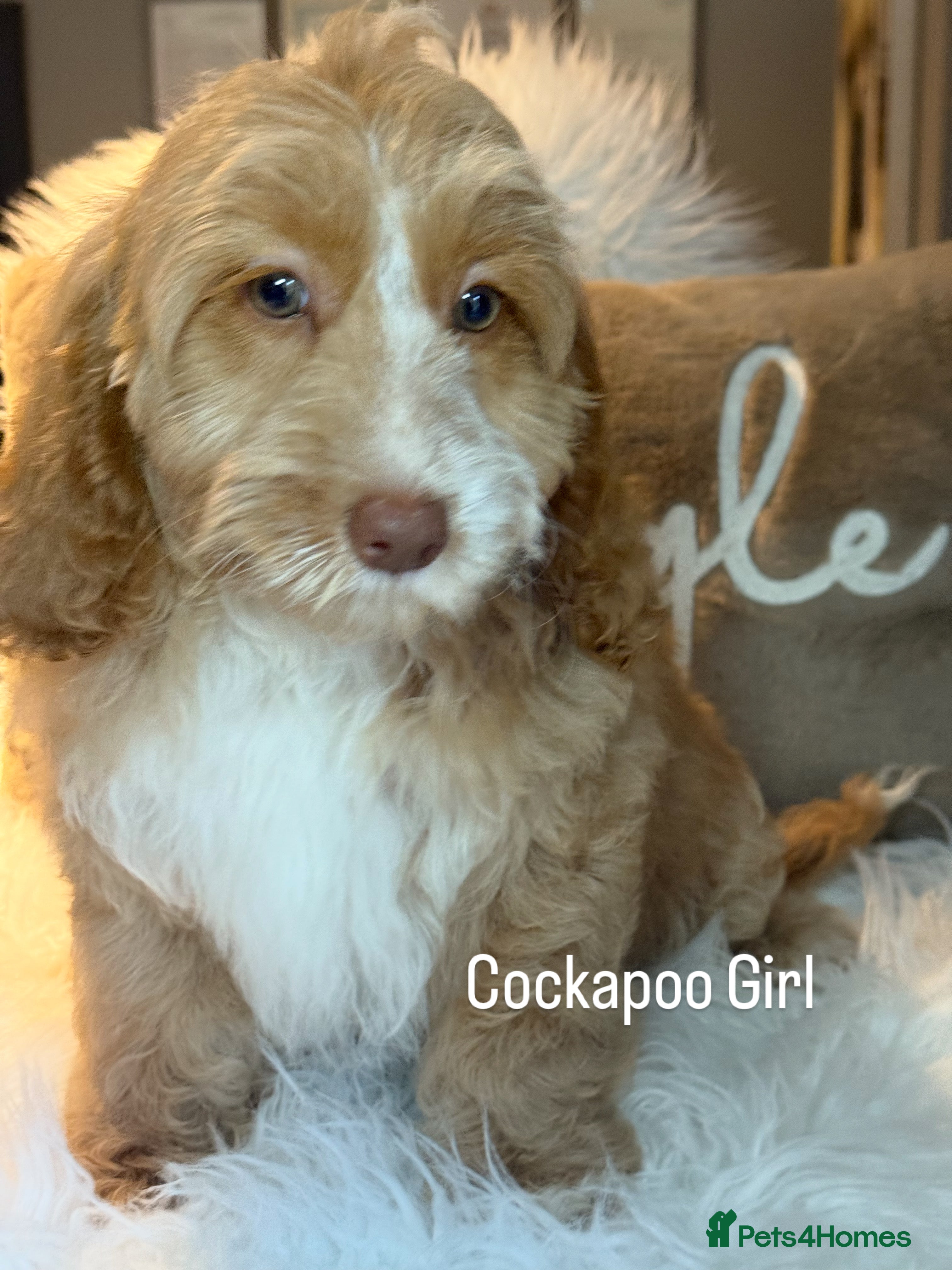 Cockapoo dogs F1 Cockapoo’s fully vaccinated  - Advert 1