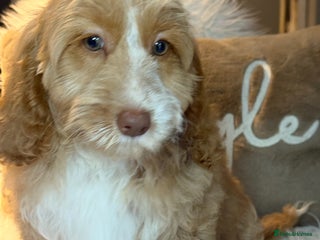 Cockapoo dogs F1 Cockapoo’s fully vaccinated - Advert 2