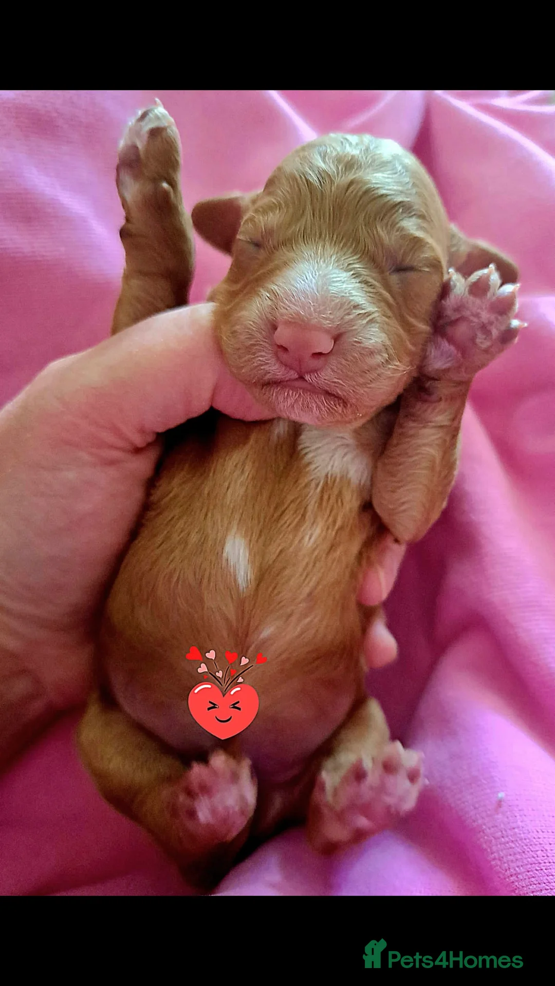 Cockapoo dogs for stud: cockapoo stud  in Aberlour - Advert 11