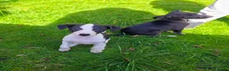 Whippet dogs for sale: 1 Girl Left - KC Whippet Puppies in Aberdeenshire - Advert 8