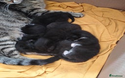 Bengal cats for sale: 3 male cross bengals - Image 7