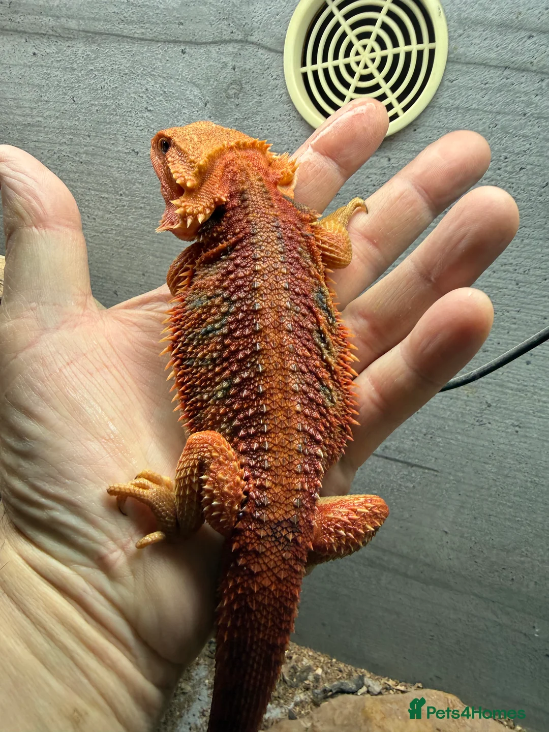 Bearded Dragon reptiles for sale: Bearded Dragons Red Monsters juvenile  - Advert 15