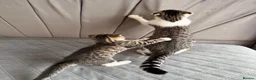 Mixed Breed cats for sale: Beautiful male kitten with folded ears in London - Advert 9