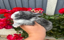 Mini Lop rabbits for sale: 2 Beautiful. Fluffy Mini Lop Rabbits - Image 3