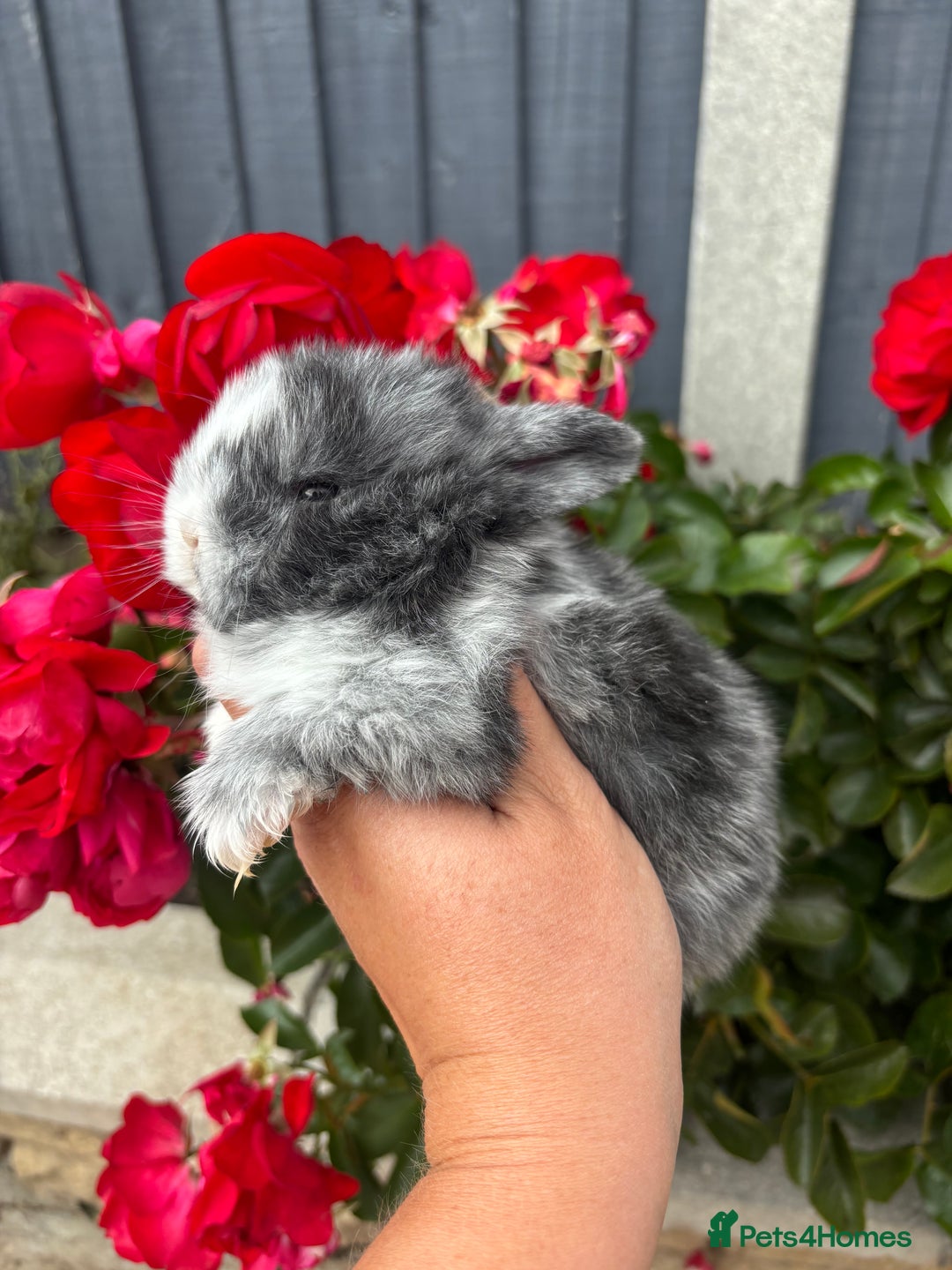 Mini Lop rabbits for sale: 2 Beautiful. Fluffy Mini Lop Rabbits - Image 3