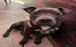 Staffordshire Bull Terrier dogs for sale: Blue Staff  - Image 4