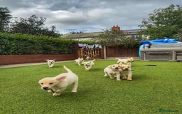 Goldador dogs for sale: Stunning litter of Goldador Puppies  - Image 3