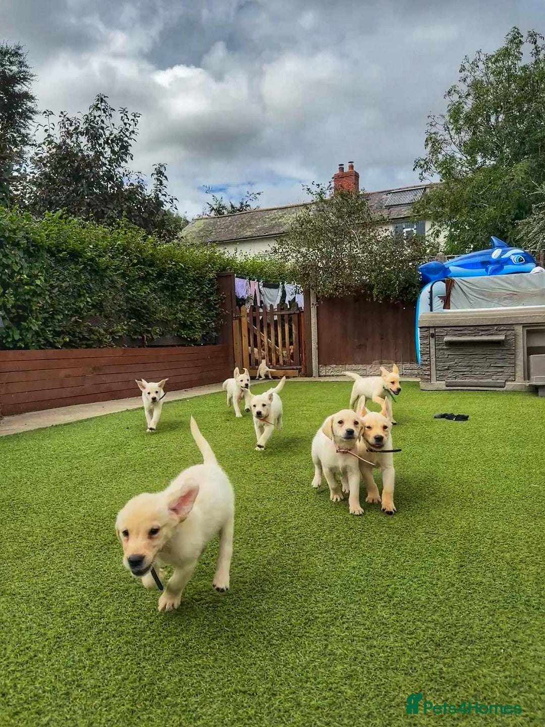 Goldador dogs for sale: Stunning litter of Goldador Puppies  - Image 3