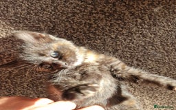 European cats for sale: 4 adorable healthy kittens - Image 2