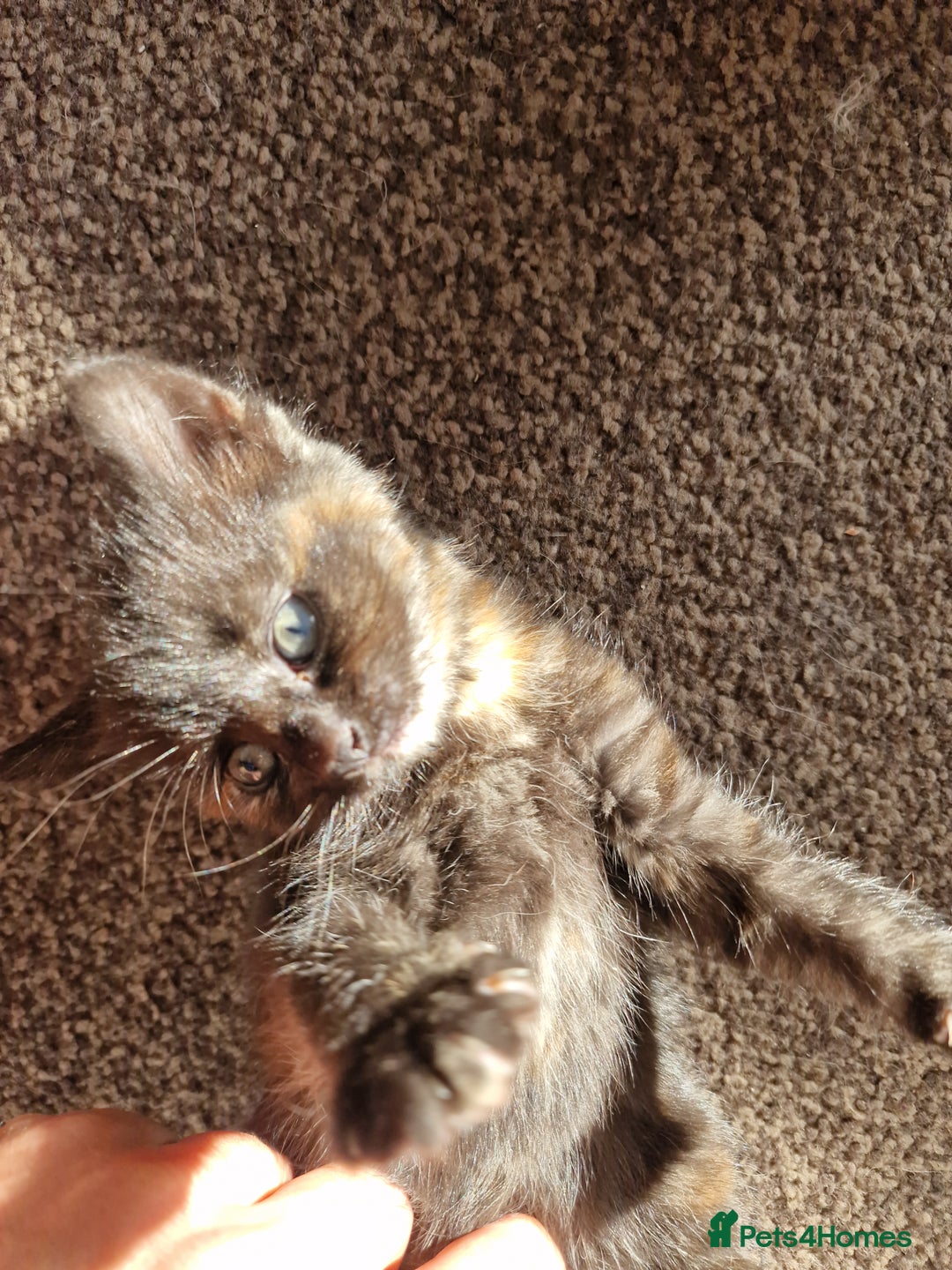 European cats for sale: 4 adorable healthy kittens - Image 2