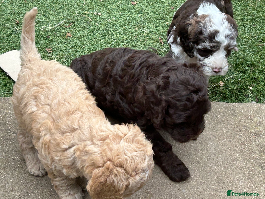 Cockapoo dogs for sale: F1B CHOCOLATE BROWN MERLE FEMALE COCKAPOO - Image 5