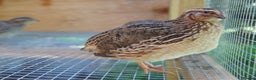 Quail poultry for sale: Jumbo Coturnix Japanese Quail chicks  - Advert 1