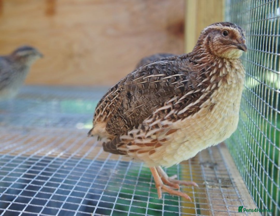 Quail poultry for sale: Jumbo Coturnix Japanese Quail chicks  - Image 1