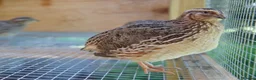 Quail poultry for sale: Jumbo Coturnix Japanese Quail chicks  - Advert 1