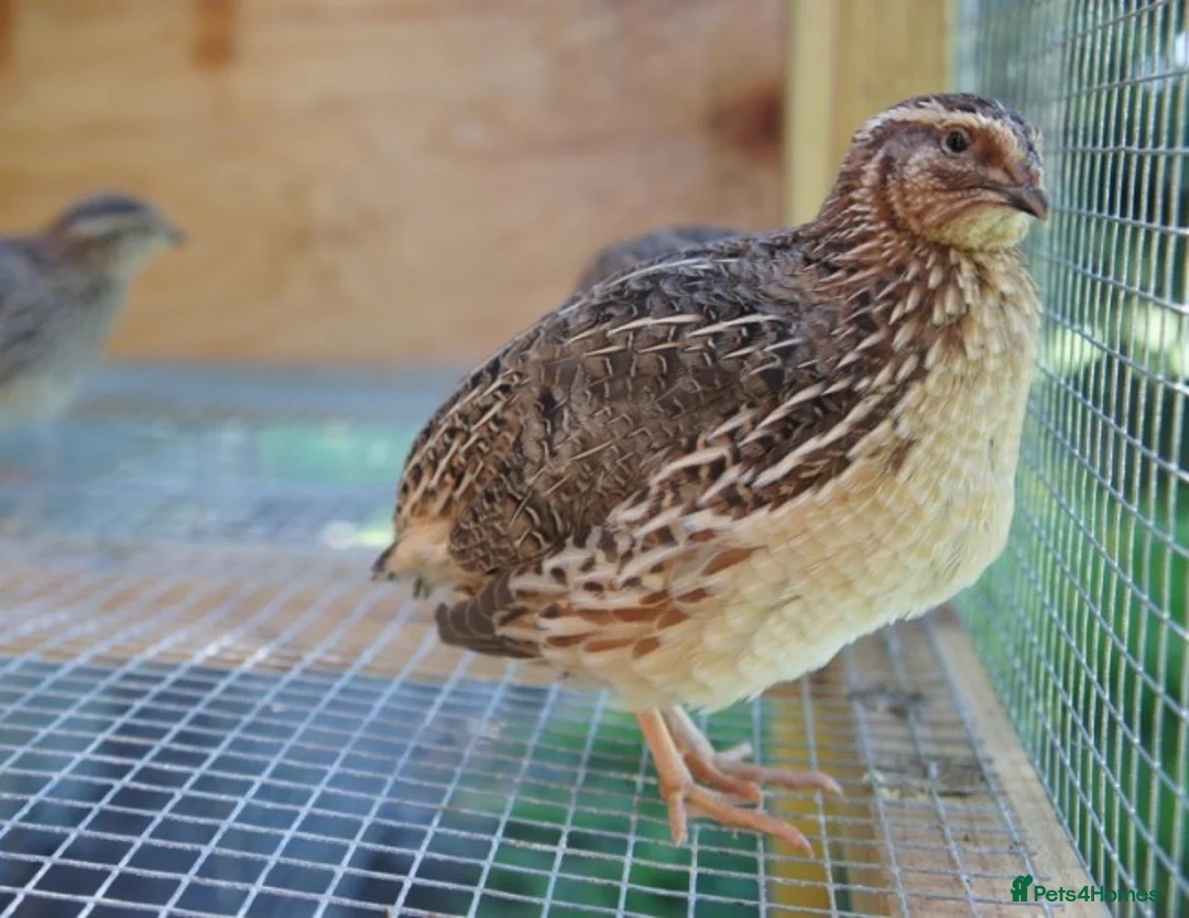 Quail poultry for sale: Jumbo Coturnix Japanese Quail chicks  - Advert 1