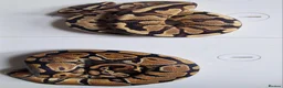 Python Snake reptiles for sale: Royal pythons in Dawlish - Advert 4