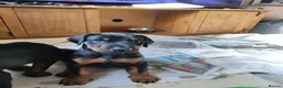 Dobermann dogs for sale: Adorable Doberman puppies  - Advert 16