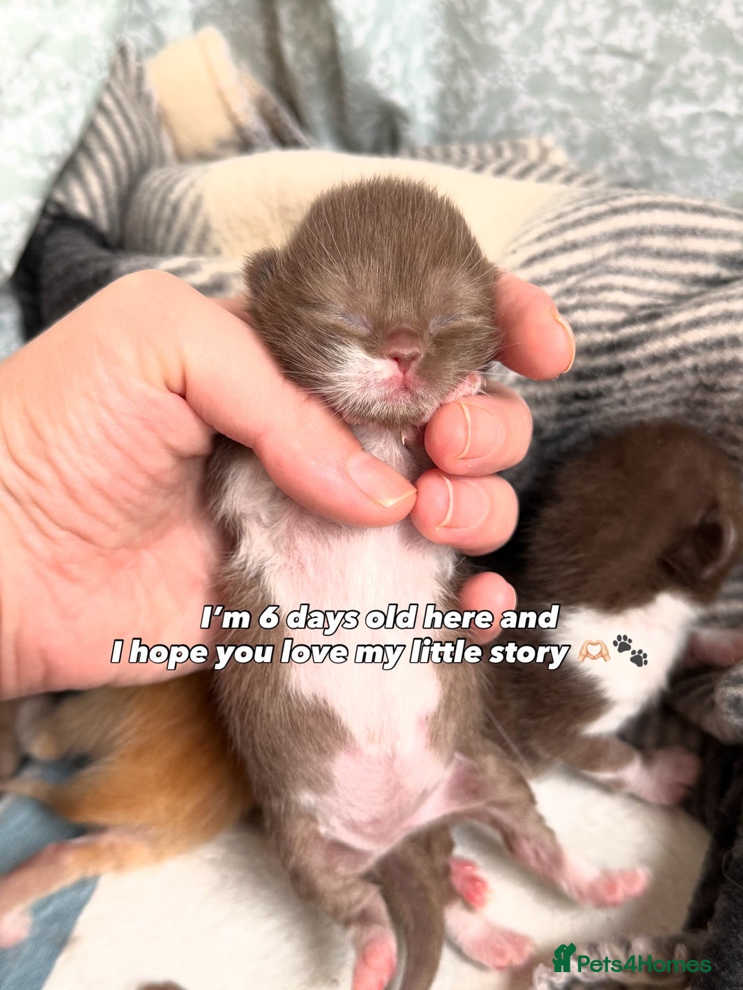 British Shorthair cats for sale: Chocolate brown cinnamon tortie British Kittens - Advert 40