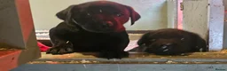 Labrador Retriever dogs for sale: Beautiful Bold working Labrador puppies - Advert 3