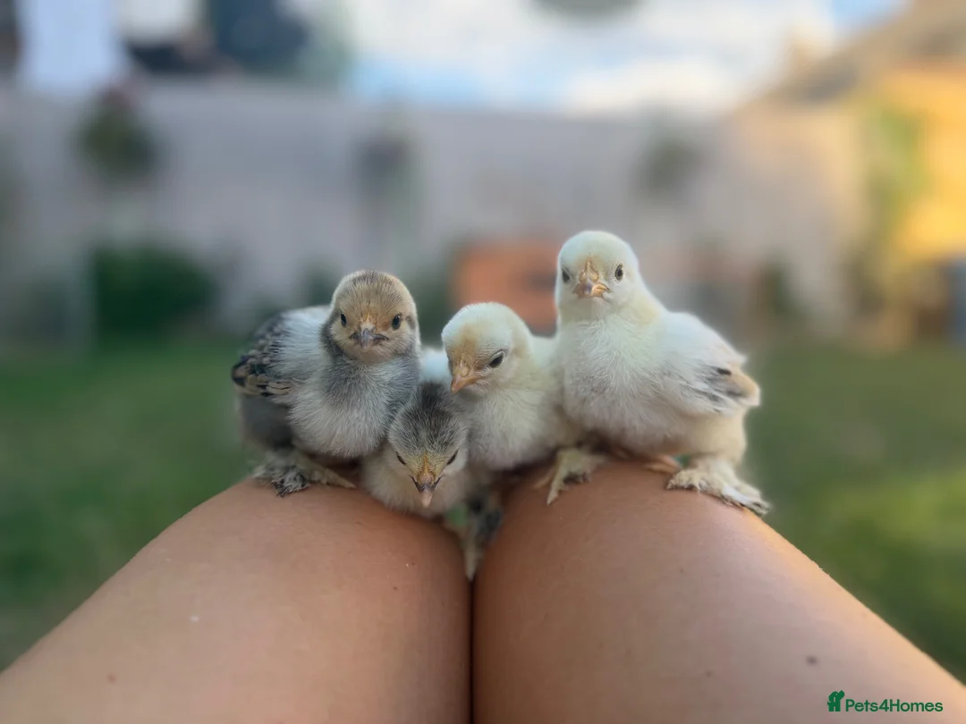 Chickens poultry for sale: Beautiful Pekin Bantam Chicks - Including Frizzle - Advert 15