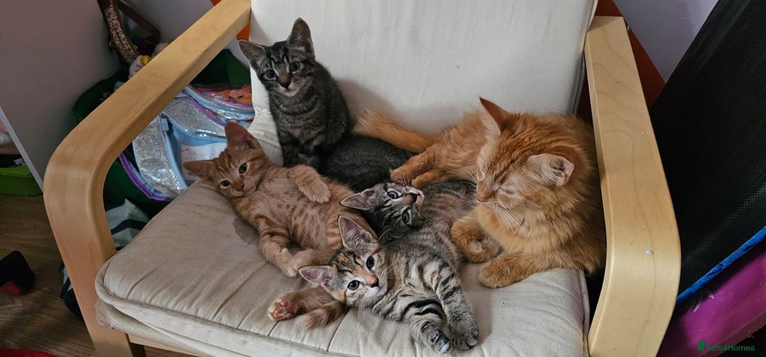 Mixed Breed cats for sale: 2 tabby males are available and ready for new home in Bristol - Image 12