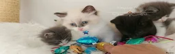 Ragdoll cats for sale: Beautiful cross Ragdoll/Persian 😻😻😻😻 - Advert 2