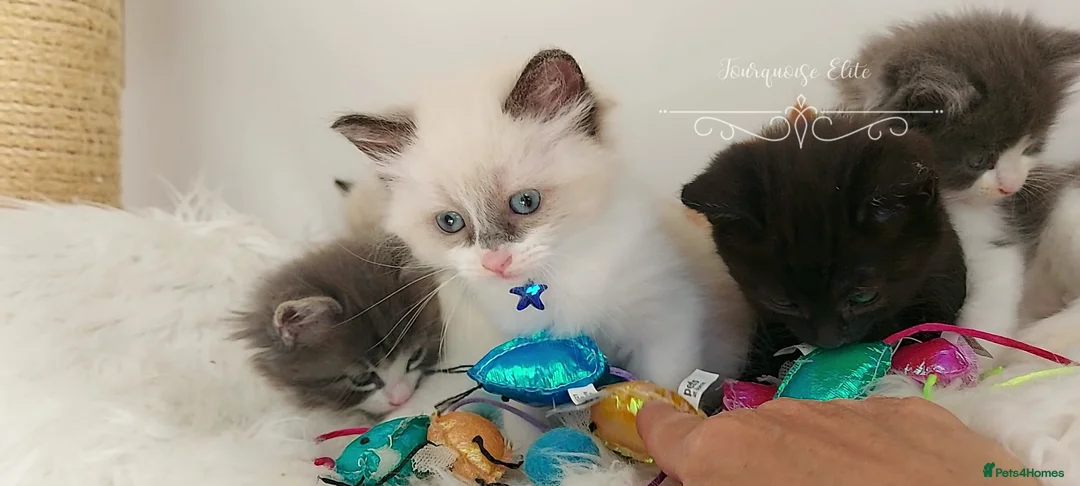 Ragdoll cats for sale: Beautiful cross Ragdoll/Persian 😻😻😻😻 - Advert 2