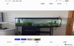 Mollies fish for sale: Free fish pod tank with residents - Advert 1