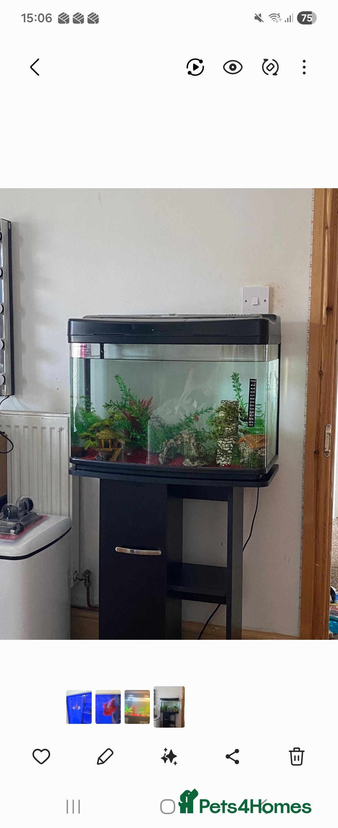 Mollies fish for sale: Free fish pod tank with residents - Advert 1