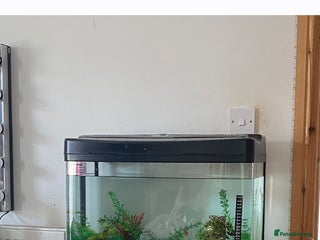 Mollies fish for sale: Free fish pod tank with residents - Advert 1