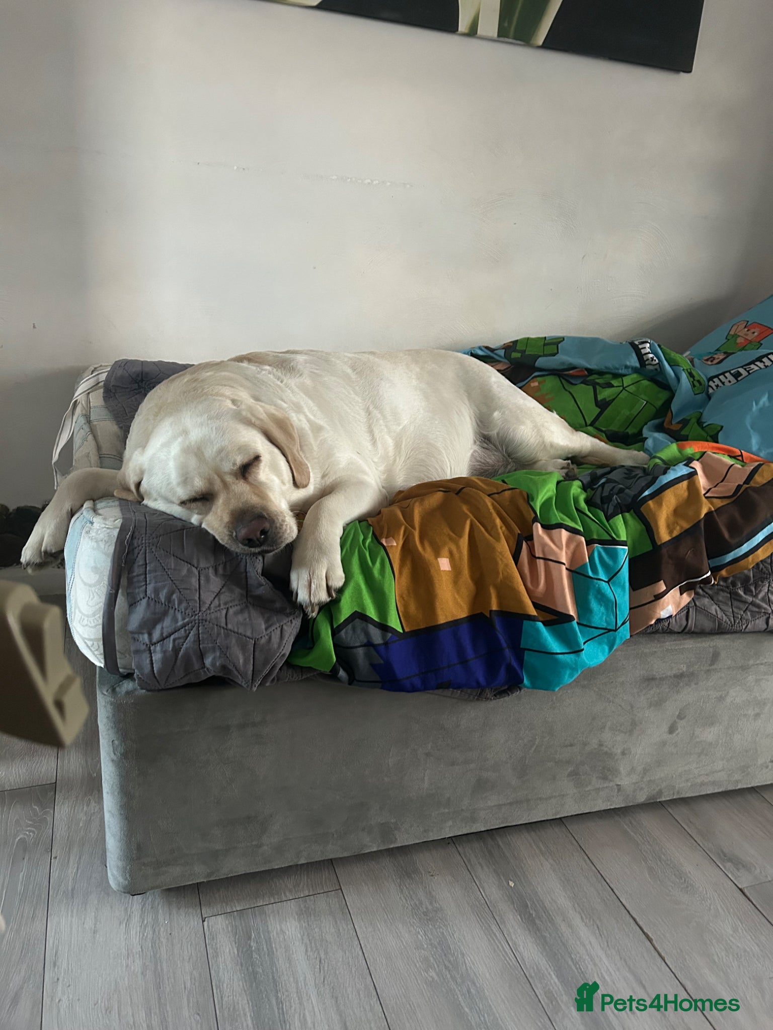 Goldador dogs Labrador Retriver FCI x Golden Retriver champion - Advert 2