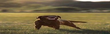 Labrador Retriever 3