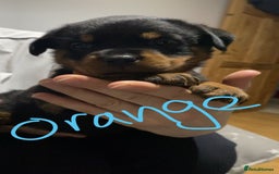 Rottweiler dogs for sale: Kc rottweiler puppies  - Image 7